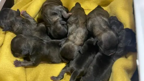 Seven black puppies nestled together on a yellow blanket