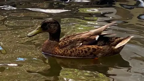 A mallard duck in the water.