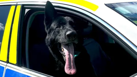 A black dog sat on the front seat of a police car on a sunny day with its head out of the window with its tongue out. 
