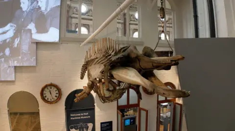 BBC The skeleton of a large animal is suspended above a large white-walled room with a high ceiling. A sign says "Welcome to Hull Maritime Museum", and there is a projected black and white image of two women on the wall.