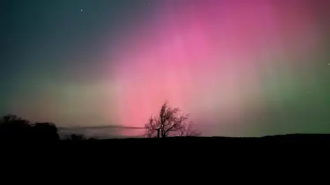 Sophie Pirie A solitary winter tree is shot low and from a distance against the aurora at Auchtermuchty in Fife. The purple and green rays appear to be hitting the tree from the sky.