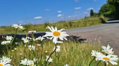 BBC Weather Watchers/Postman Les Several daisies with yellow heads and white petals, stand next to a road on long, green stems.