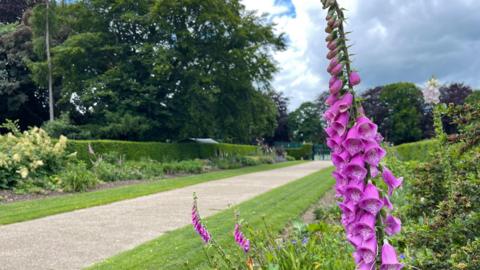 Foxglove, flower border and path in park 