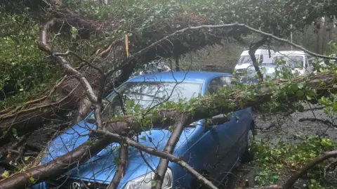 A small light blue car with the branches of a large tree across the bonnet on Mona Drive. There are other cars parked behind it.