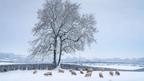 A wide shot of a herd of sheep in a snow-covered field underneath a tall tree.