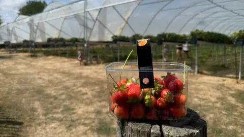 BBC/Charlotte Benton A punnet of strawberries balanced on a tree trunk with polytunnels in the background. The grass below the tree trunk is dry and yellow. 