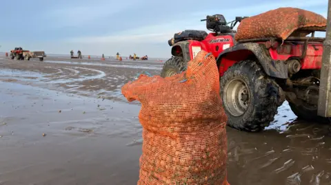 A large orange net bag of cockles stands on the wet sands next to a red quad bike, which has another packed orange bag on top