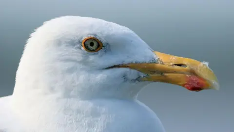 Herring gull