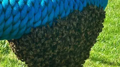 A close up picture of a large swarm of bees on a blue basket swing in Liskeard. 