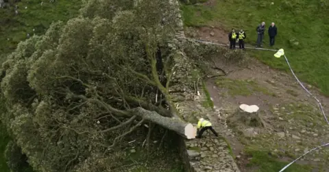 PA Media Sycamore Gap tree felled