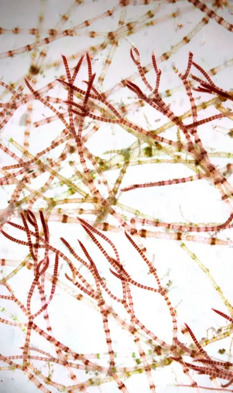 Francis Bunker An image of the new species to science under the microscope with its pincer tips, which one diver said look like claws.