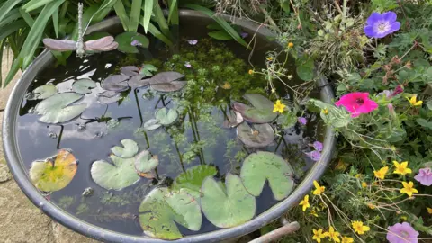Emma Robertshaw A gardening pot full of water and green leaves is positioned next to brightly coloured flowers in a garden 