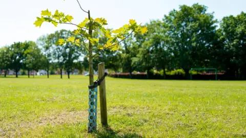 A small tree planted in a middle of a field. It is sunny and the grass is bright green. The mini tree is freshly planted and is held up by a wooden peg.