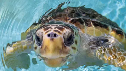 Anthony Devlin/Sea Life/PA Media Loggerhead turtle, Nazare, swimming with its face pointed to the camera. It  is yellow and brown. All the algae from its body, as seen in previous pictures, has been removed.