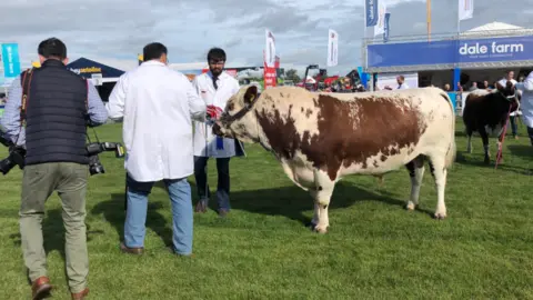 Two men in white coats stand in a field, holding onto a big brown and white bull, as a press photographer walks by. Another bull is in the background as is agricultural machinery and a tent 