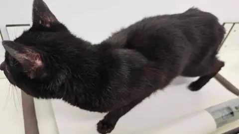 Ferne Animal Sanctuary Black cat