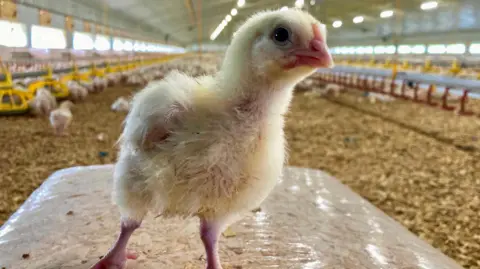 A close-up image of a chicken standing in a large shed with other chickens in the background.