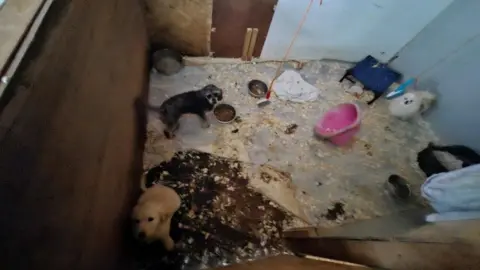 Torridge District Council Puppies in a pen. There are dog bowls around. The dogs are looking at the camera. It appears messy. 
