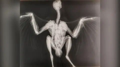Derbyshire Police A black and white x-ray of the injured goshawk