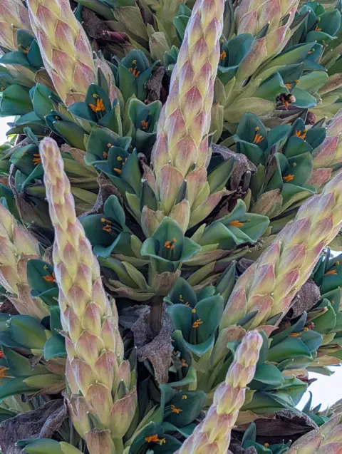 RBGE A spiky plant in close up with some small flowers starting to poke through