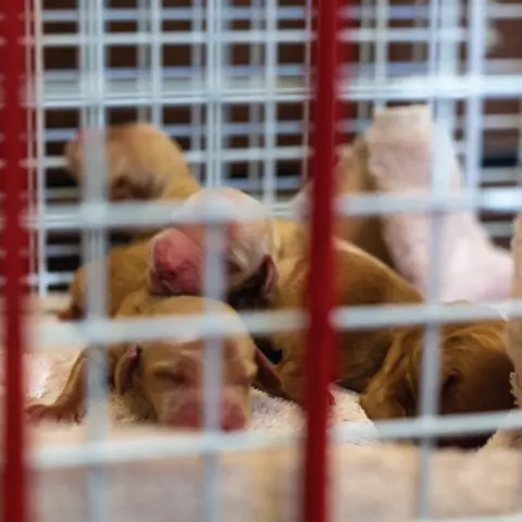 SSPCA A litter of newborn puppies in a cage at an unspecified SSPCA rescue facility. The breed is unknown, but the puppies are brown in color.