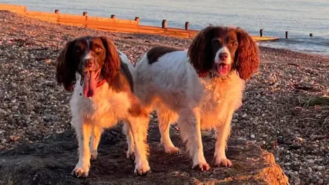 Darren Yeates Two brown and white Springer spaniels standing on a pebble beach with a wooden breakwater in the background. The older dog, Millie, is retiring from search work. Koda, the younger dog, is being trained to do it.