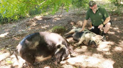 Two pigs in a pen, with their keeper sitting beside them
