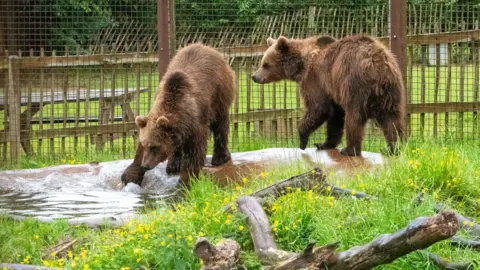Two brown bears cubs cautiously approach concrete pool in a zoo enclosure, surrounded by grass and wildflowers, as well as tree branches on the ground.