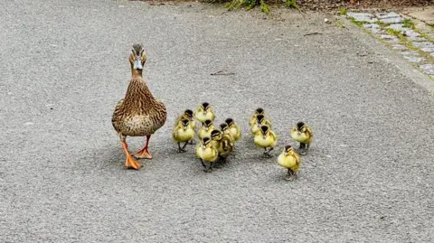 Kevin Cassidy A mother duck with 13 ducklings walking down a tarmaced area