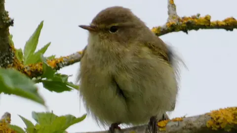 A small bird with yellow and dark yellow feathers sits in a tree.