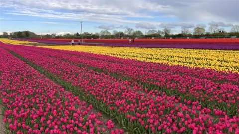 Rows of pink, yellow, purple and red tulips, with some people wandering among them.
