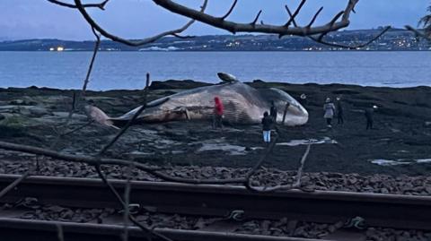 The fin whale on the beach at Culross