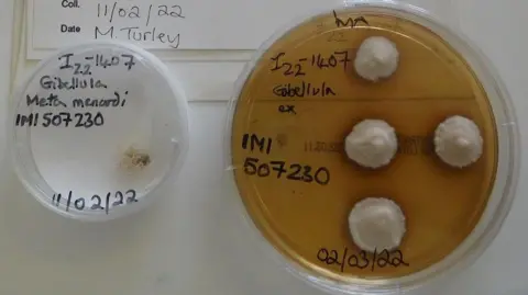 Centre for Agriculture and Biosciences International Two circular test tubes labelled with numbers and dates from 2022.
The left test tube is a circular size of a tennis ball and has the yellow strawy octopus looking fungus in it. 
The right test tube is twice its size and is filled with a dark urine colour and four mushroom looking white fungi. 