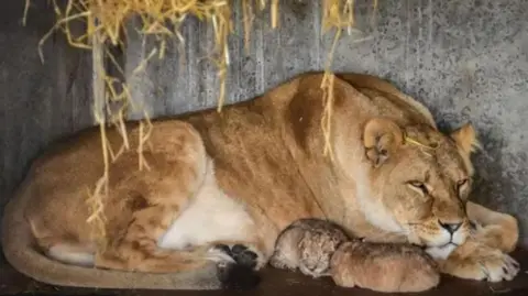 Yorkshire Wildlife Park A lioness and her cubs.