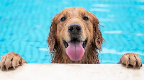 Vivacity A wet labrador with its tongue hanging out rests its paws on the side of the pool.