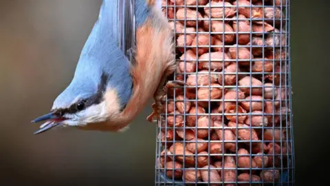 A blue and orange bird upside-down on a bird feeder