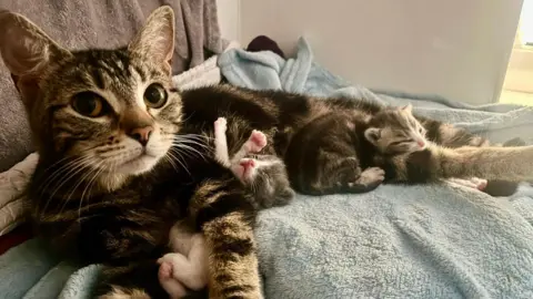RSPCA A black and grey cat laying down with two kittens laying on it.