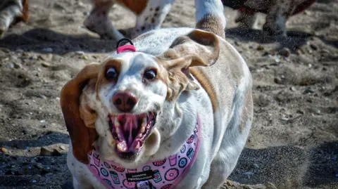 Tracyann & Matthew Wright A white dog with brown ears wearing a pink harness 