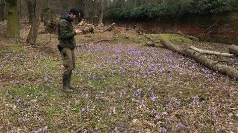 Wollaton Hall A clearing in woodland, with a man in outdoor clothing stood observing a patch of purple flowers