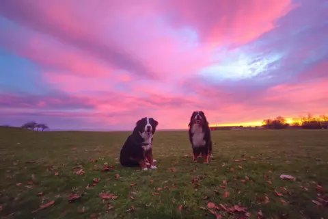 iolaire/BBC Weather Watchers Two Bernese dogs sit in a big grassy field with leaves scattered across it. The sky above the dogs is pink and blue.