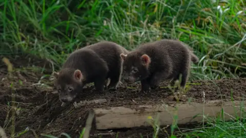 Yorkshire Wildlife Park Two bush dog pups explore their surroundings in soil and long grass