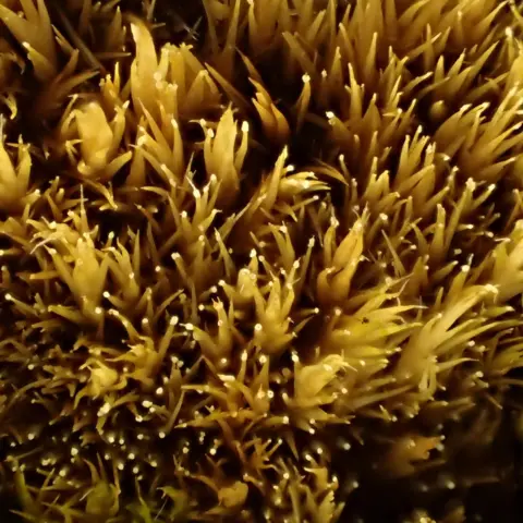 George Greiff The white tips on the plant tips are the fungus
