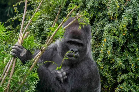 Getty Images Een westelijke laaglandgorilla voedt zich met stengels