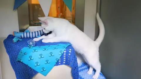 Battersea Dogs & Cats Home A white cat standing on its hind legs on a white platform with a blue crocheted cover on it, playing with a blue ball. There's also a blue toy fish on next to it and blue bunting behind it.