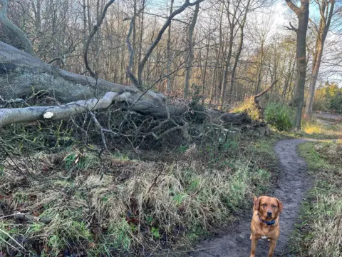 Jessica Noble A dog on a path, next to a tree that has fallen down