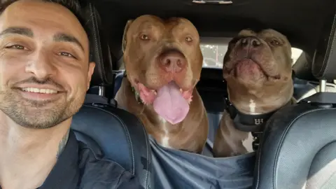 A man sits in the front seat of a car, two large brown XL Bullies can be seen behind him.