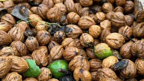 A pile of hundreds of walnuts that are wet. Some still have green husk on them