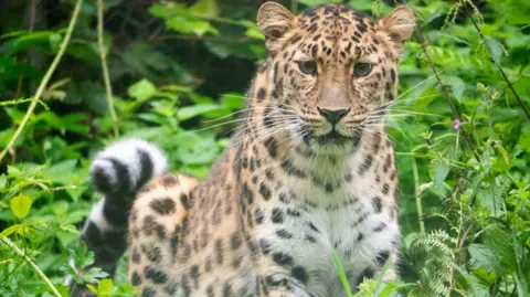 Dartmoor Zoological Society Lena, Amur leopard cub, is seen among greenery. She is brown with black spots and is looking at the camera
