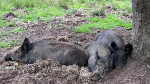 Three dark pigs lying next to each other in some hay and dirt at the base of a tree.