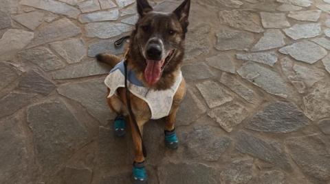 Scar the sniffer dog facing the camera wearing blue protective boots and a blue and white cooling jacket
